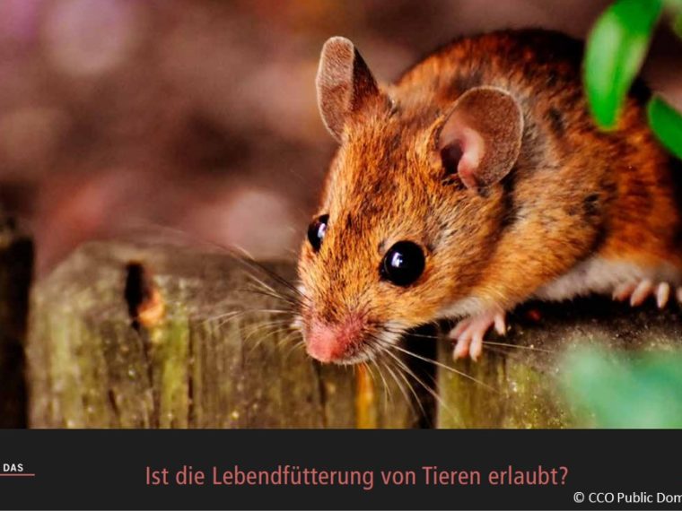 TIR-Kalender 2021 - Tierschutzrechtliche Frage im März