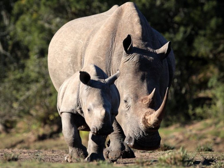 Am 22. September 2018 ist World Rhino Day