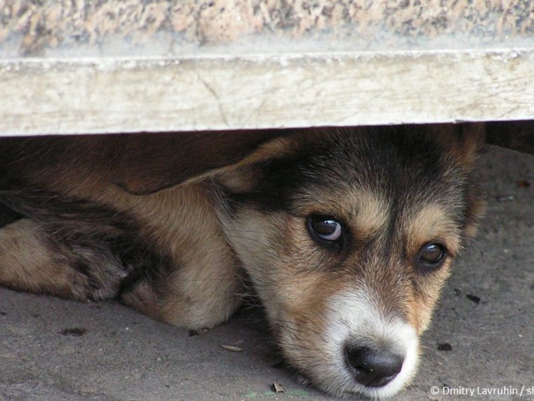 TIR bittet um Rücksichtnahme auf Tiere bei der Nationalfeier