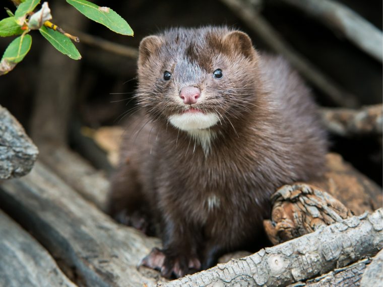 TIR hocherfreut: Nationalrat spricht sich für griffigen Gegenvorschlag zur Pelz-Initiative aus