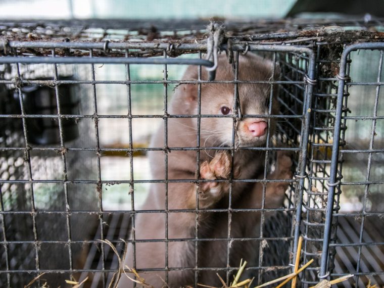 TIR erfreut: Tschechien verbietet Pelzfarmen