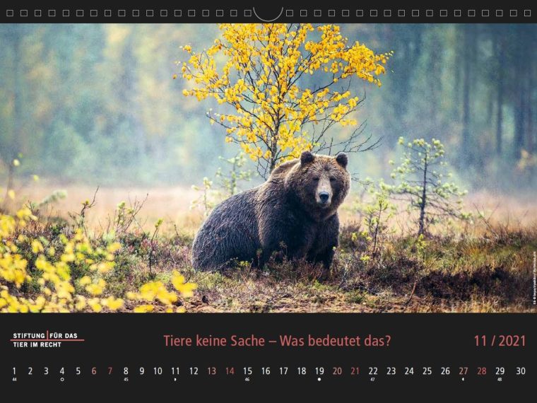 TIR-Kalender 2021 - Tierschutzrechtliche Frage im November