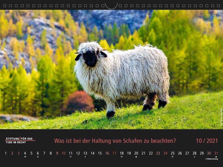 TIR-Kalender 2021 - Tierschutzrechtliche Frage im Oktober