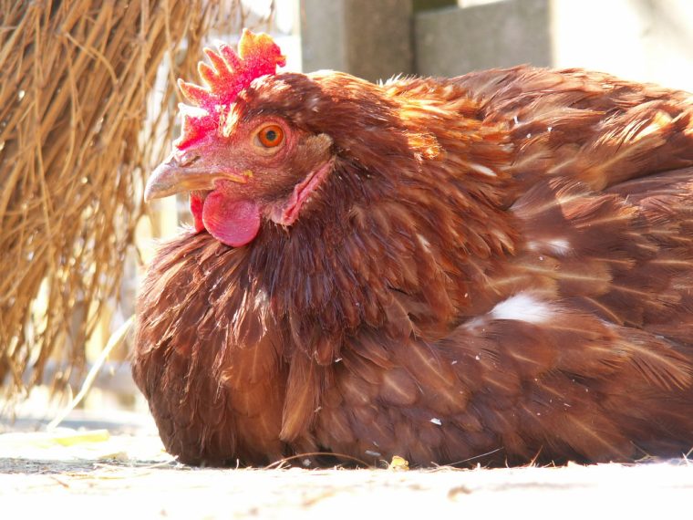 Eierkonsum erneut auf Höchststand - Tierwohl wird wenig Bedeutung zugemessen