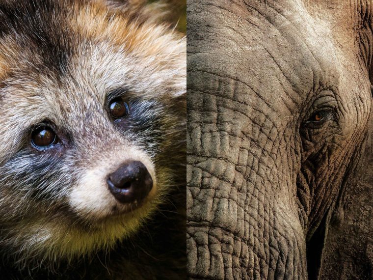 Ständerat sagt nein zum Importverbot von Pelzprodukten und Jagdtrophäen: Ein sehr trauriger Tag für TIR und den Tierschutz