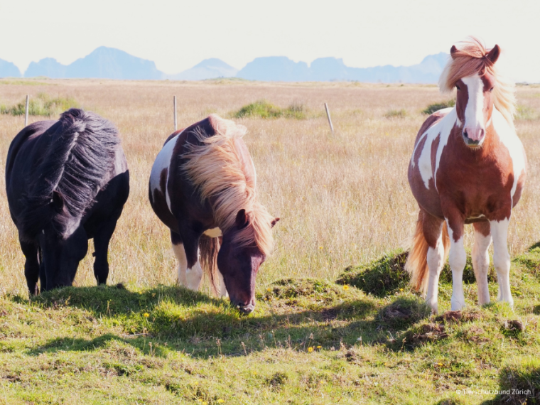 Gesetzliches Verbot des Fruchtbarkeitshormons PMSG gefordert