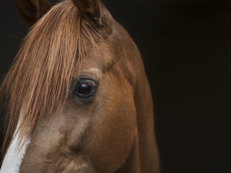 Mängel im Tierschutzvollzug: Offener Brief an Bundesrat Alain Berset