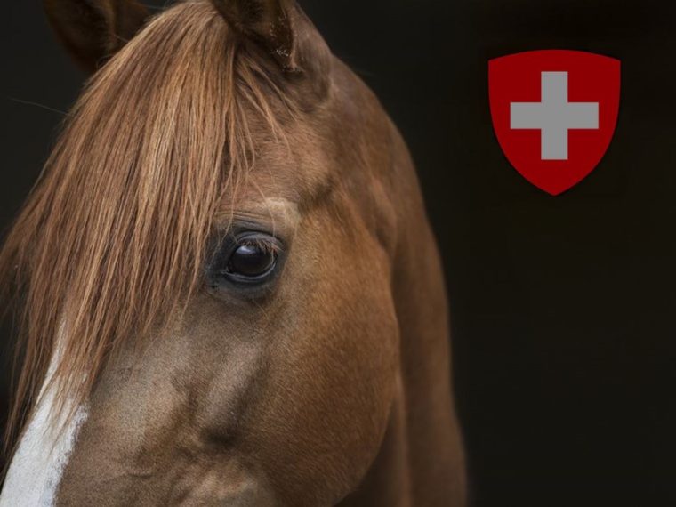 Offener Brief wegen Mängeln im Tierschutzvollzug: Antwort von Bundesrat Alain Berset