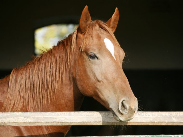 TIR erfreut: Behörden ordnen im Fall U. K. die Beschlagnahmung aller Tiere an