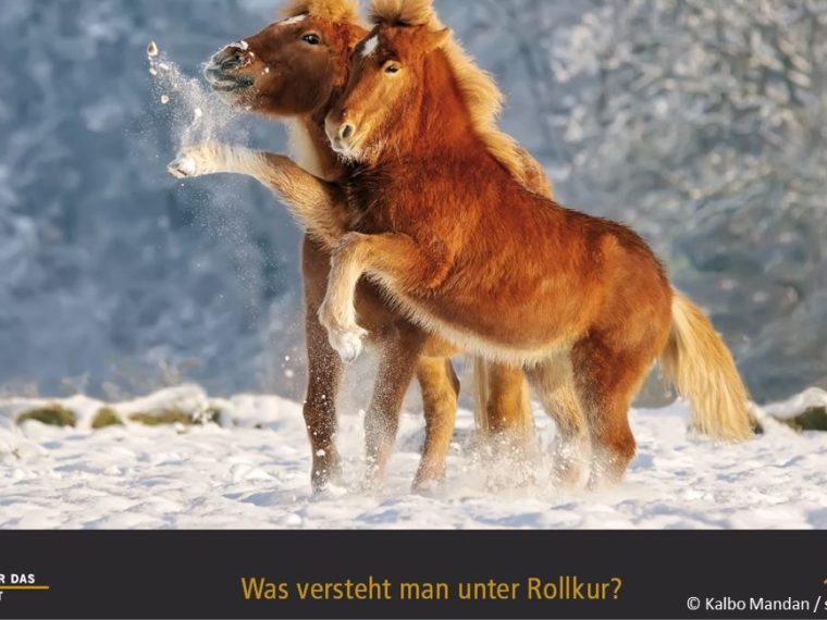 TIR-Kalender 2020 - Tierschutzrechtliche Frage im Dezember