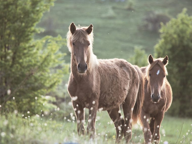 Tierschutzfall Hefenhofen: Pferdeversteigerung vom 17. August 2017