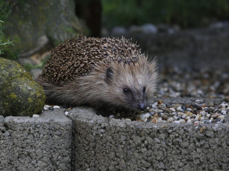 Die Igel im Quartier füttern: TIR mahnt zur Vorsicht