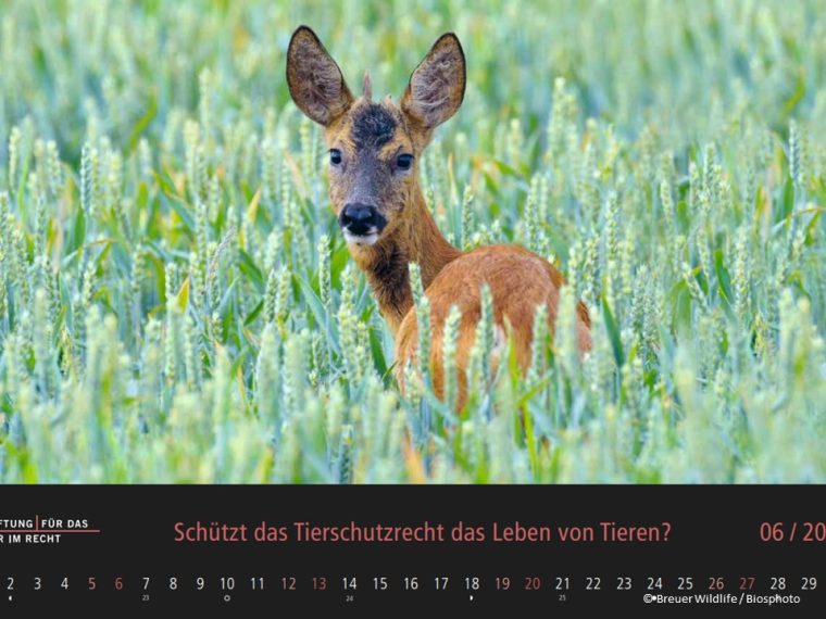 TIR-Kalender 2021 - Tierschutzrechtliche Frage im Juni