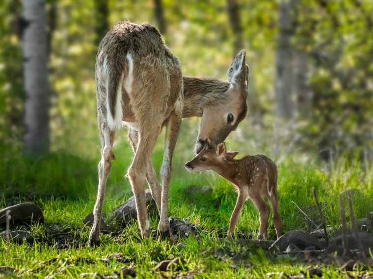 Bilder aus dem STS-Merkblatt 