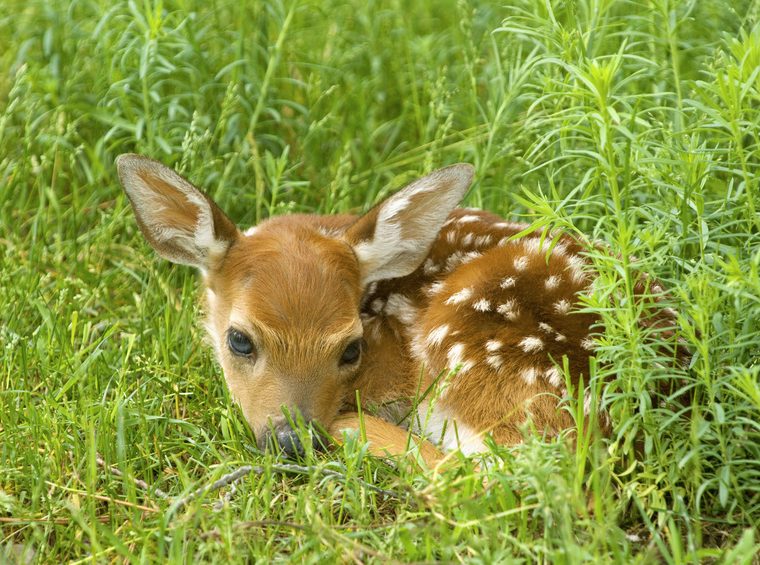 Rehkitz bei Mäharbeiten getötet - TIR reicht Strafanzeige wegen Tierquälerei ein
