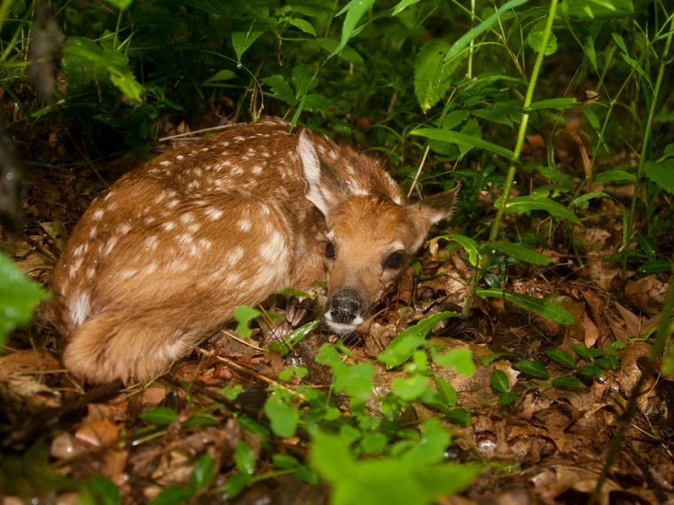 Kantonale Leinenpflichten während der Setz- und Brutzeit