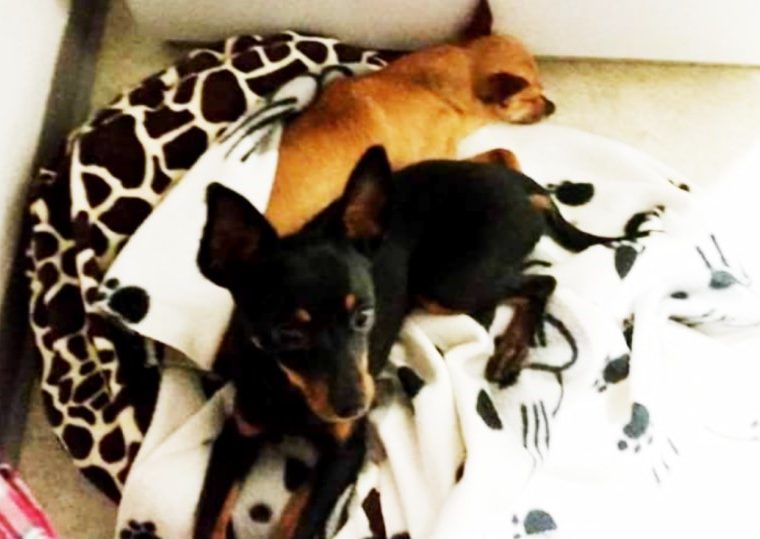 Ertränkte Hunde: Bezirksgericht Zofingen verurteilt Ehepaar wegen Tierquälerei zu bedingten Freiheitsstrafen