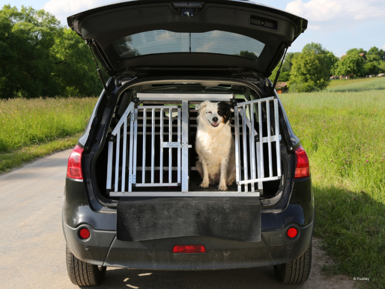 TIR informiert: Welche Vorschriften sind bei Reisen mit dem Hund in der Schweiz zu beachten?