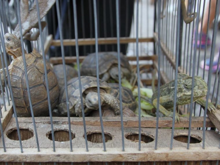 TIR reicht Stellungnahme zur Änderung des Bundesgesetzes über den Verkehr mit Tieren und Pflanzen geschützter Arten ein