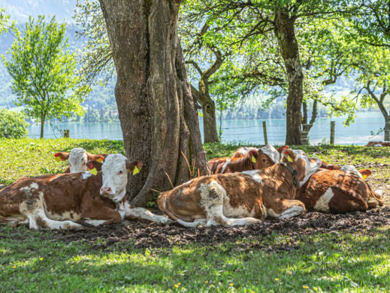 TIR warnt vor Hitzestress bei Nutztieren