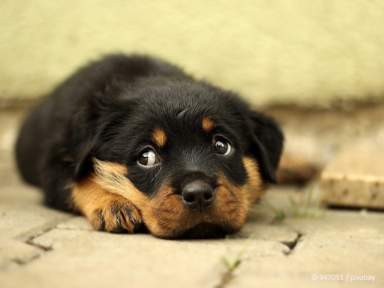 Dem unseriösen Welpenhandel auf der Spur