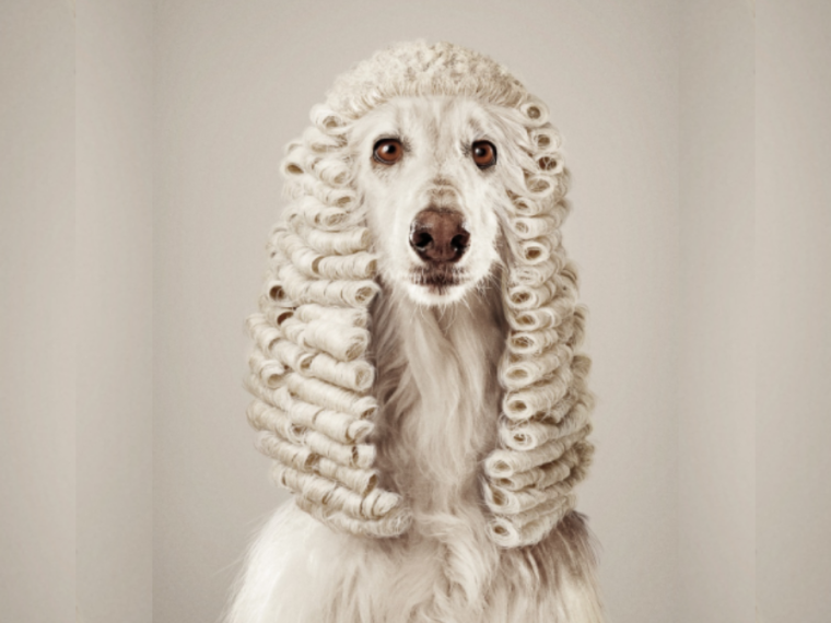 TIR hoch erfreut: Luxemburger Entwurf zum neuen Tierschutzgesetz spricht Tieren Würde zu