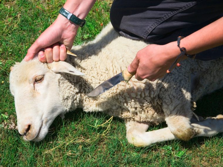 Deklarationspflicht für Fleisch von rituell geschlachteten Tieren