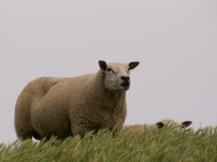 Jetzt unterschreiben: Petition für besseren Schutz der Alpschafe