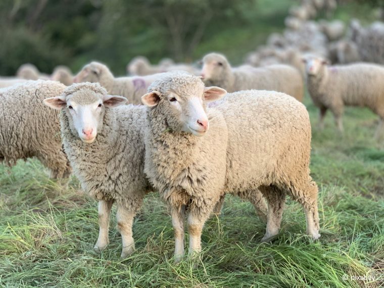 Neue Tierschutzvorschriften ab Februar 2025