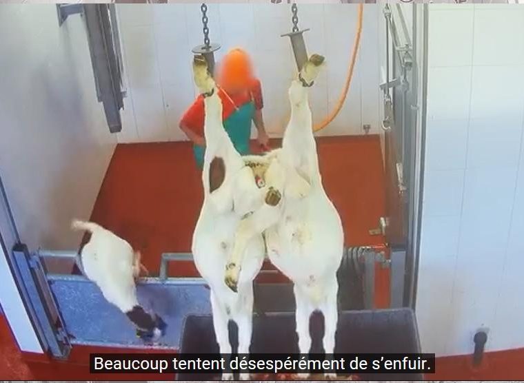 Strafanzeige gegen Schlachthof Avenches: TIR enttäuscht über tiefes Strafmass