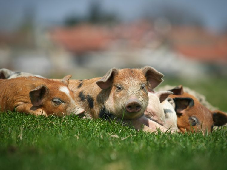Kastration von 3400 Ferkeln ohne Betäubung: TIR begrüsst strenges Tierquälerei-Urteil