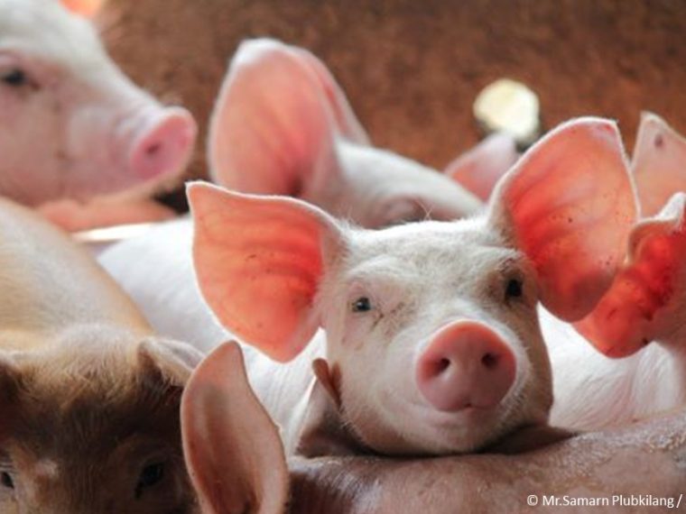 Ständerat setzt bei der Schlachtung von Tieren weiterhin auf Vertrauen statt auf Kontrolle der Tierschutzkonformität