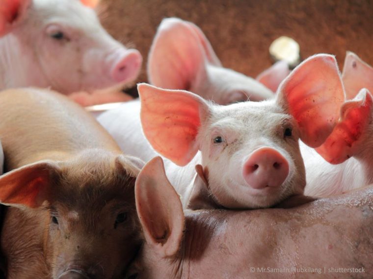 Brandschutzmassnahmen könnten Leben retten - eine Chronologie der Bemühungen zum Schutz landwirtschaftlich gehaltener Tiere aus Sicht der TIR