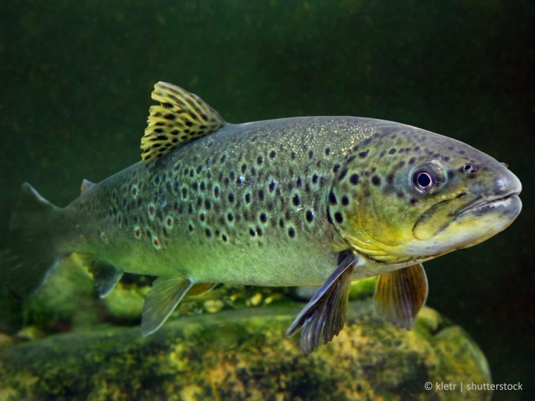 TIR erfreut: Fischer wegen Tierquälerei verurteilt