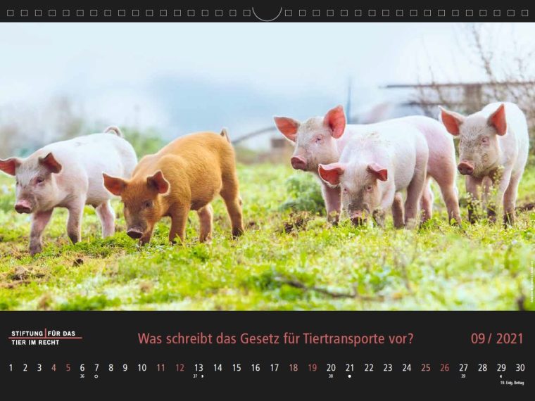 TIR-Kalender 2021 - Tierschutzrechtliche Frage im September
