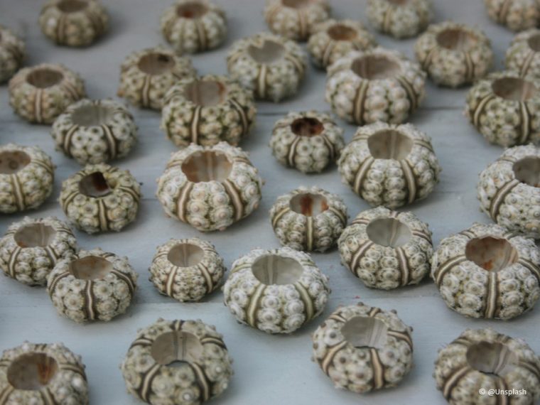 TIR informiert - Vorsicht beim Kauf von Souvenirs und Delikatessen im Ausland