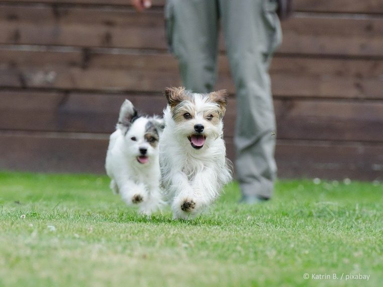 TIR reicht Stellungnahme zur neuen Zürcher Hundeverordnung ein