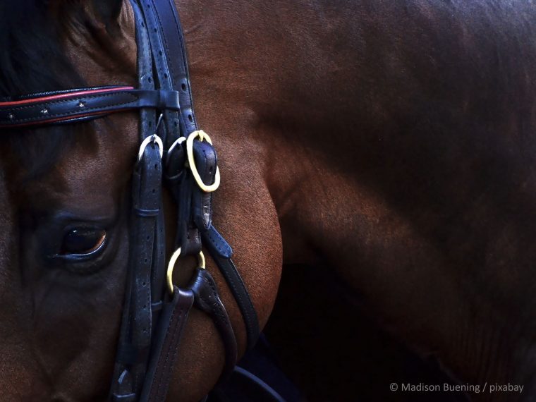 TIR verschafft den Anliegen von Pferden Gehör