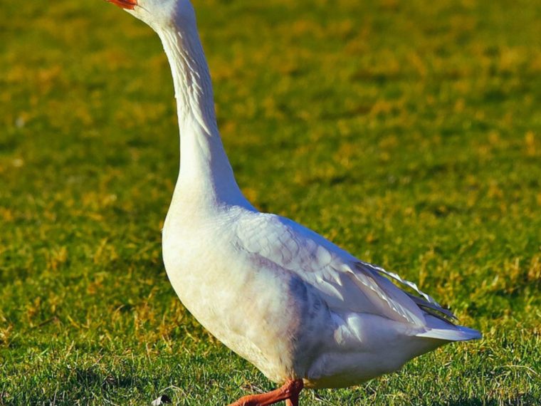Tierschutzorganisationen fordern konsequentes Importverbot für Stopfleber