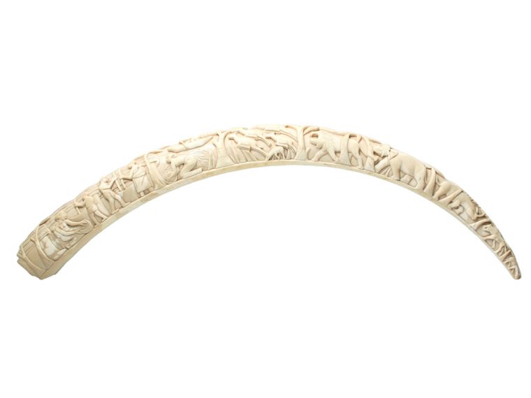 TIR unterstützt Petition zum Import- und Transitverbot von Jagdtrophäen: Bitte unterschreiben!