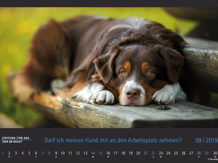 TIR-Kalender 2019 - Tierschutzrechtliche Frage im September