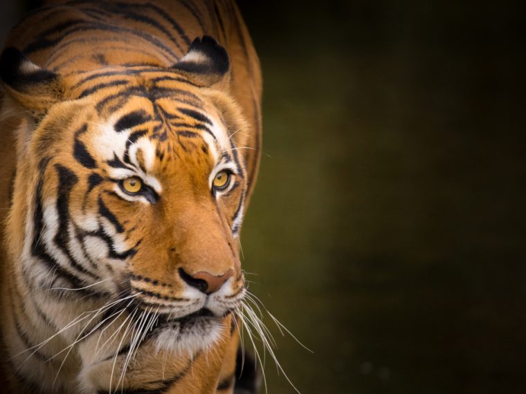 TIR erfreut über die Entscheidungen des Ständerats bezüglich härterer Strafen für illegalen Wildtierhandel und der Prüfung des Imports von Zierfischen