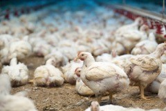 Tierschutzstrafpraxis 2016: TIR-Analyse zeigt massive kantonale Unterschiede bei der Verfolgung von Tierschutzdelikten und einen fast inexistenten Tierschutzstrafvollzug im Bereich der Nutzhuhnhaltung