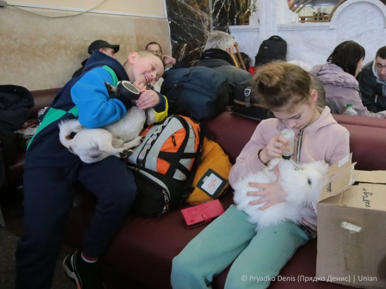 Einreisebedingungen für Flüchtlinge aus der Ukraine mit Heimtieren