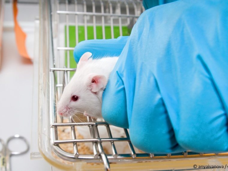 Tierversuchsstatistik 2019: Gesamtzahl eingesetzter Tiere rückläufig, aber mehr Tiere in schwerbelastenden Versuchen