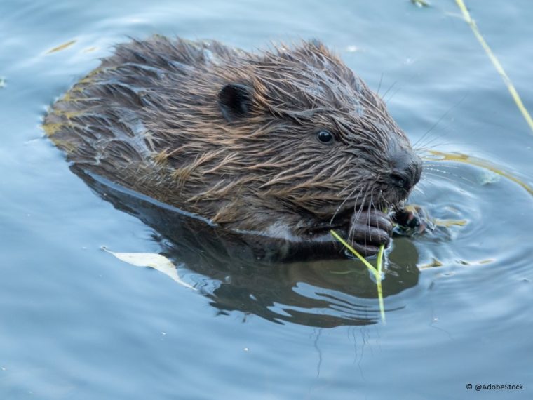 Vernehmlassung zur revidierten Jagdverordnung - TIR reicht Stellungnahme ein