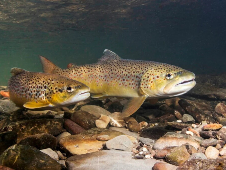 2000 Forellen verenden im Teich - Fischzüchter verurteilt