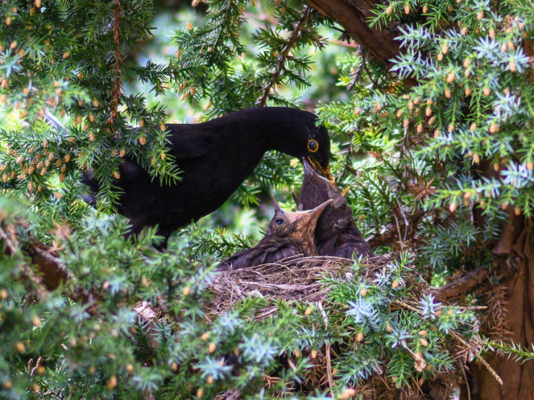 TIR mahnt zur Vorsicht beim Heckenschnitt