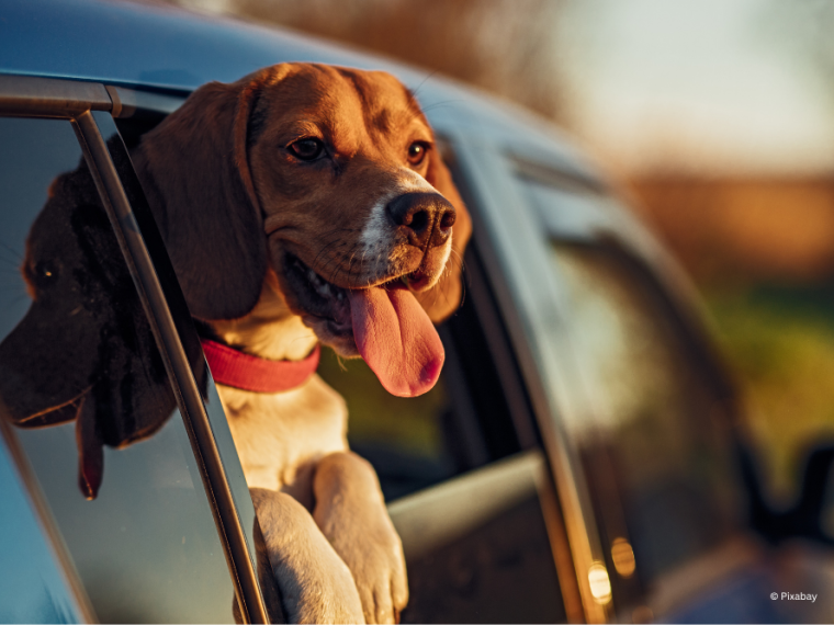 TIR warnt vor Hitzestress bei Hunden: Wenn Autos und Asphalt zur Lebensgefahr werden