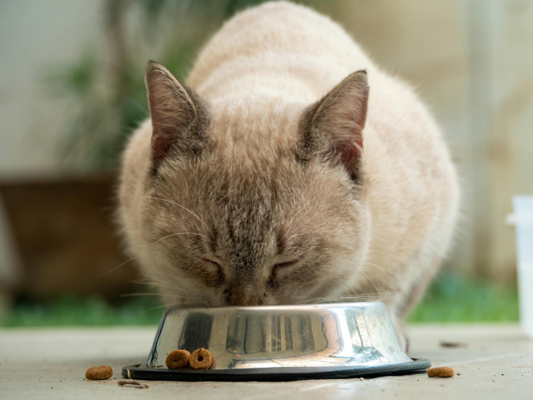Wegen Fremdfütterung einer Katze: Rentnerin vor Gericht